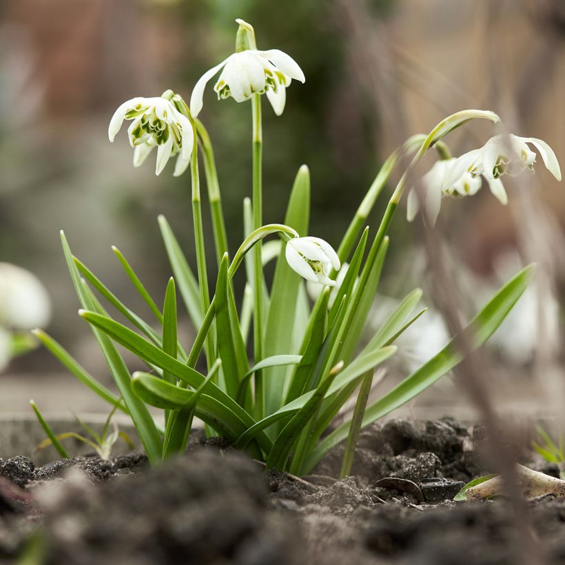 Galanthus nivalis f. pleniflorus Dionysus (Plant habit)