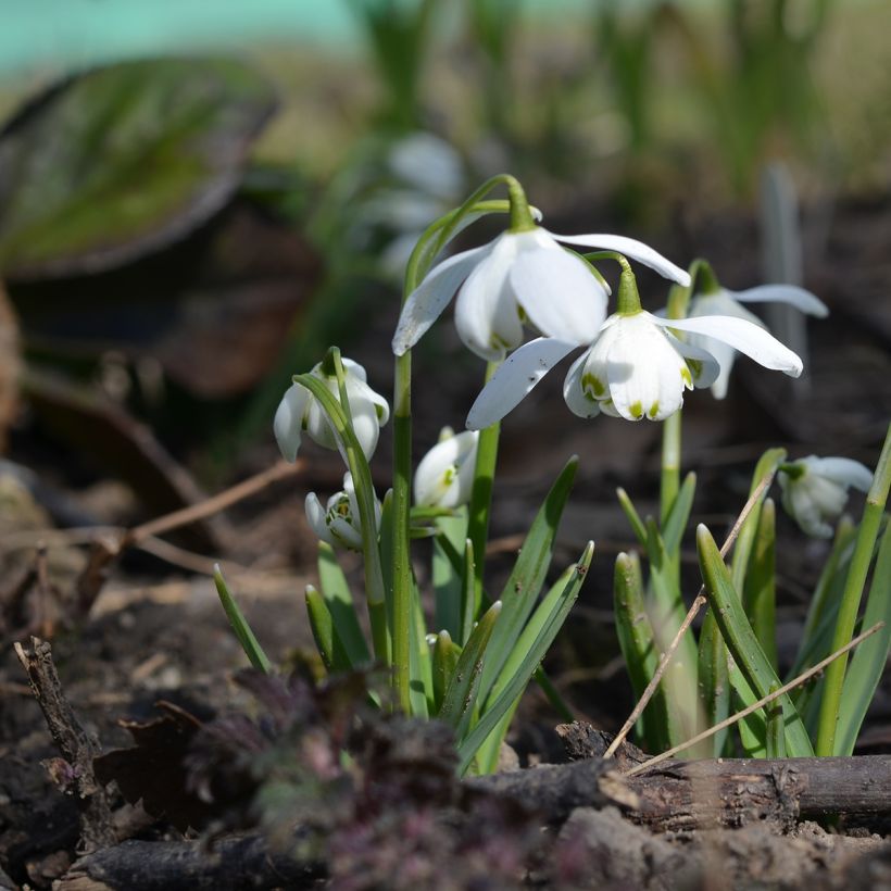 Galanthus nivalis f. pleniflorus Flore Pleno (Plant habit)