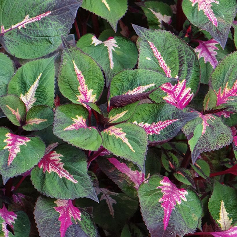 Perilla frutescens 'Magilla Purple' (Flowering)