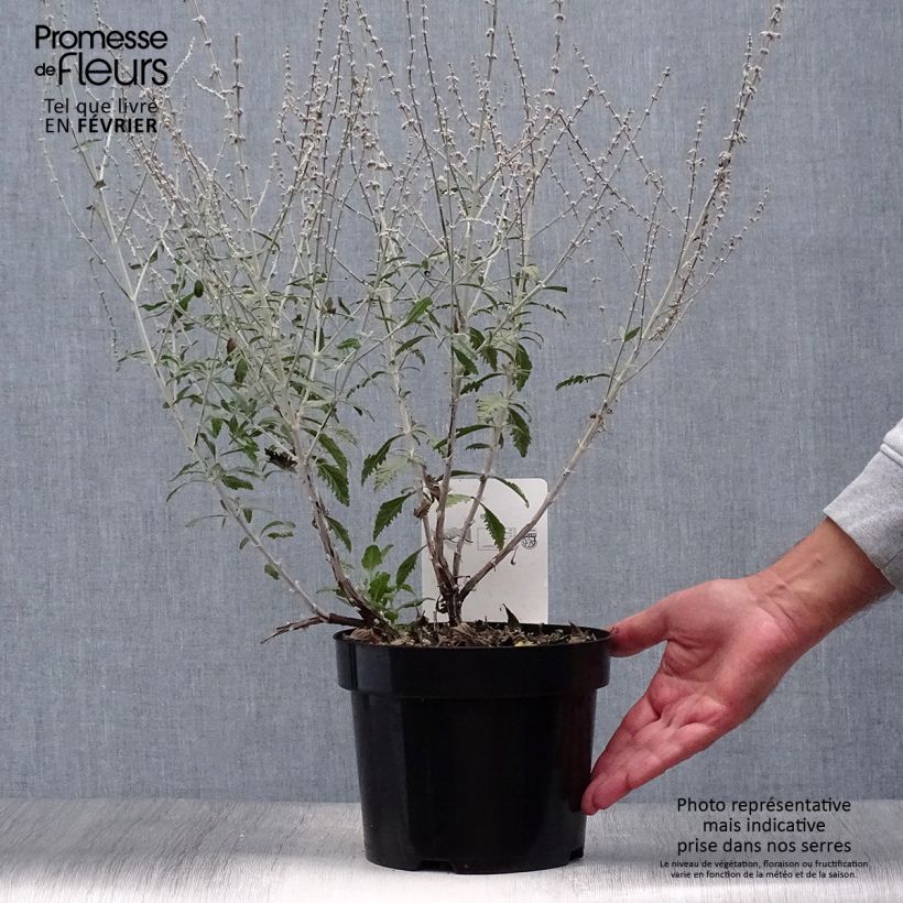Perovskia  atriplicifolia Silvery Blue - Russian Sage 3L/4L pot sample as delivered in autumn