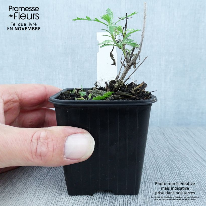 Perovskia atriplicifolia Blue Spire - Russian Sage 8/9 cm pot sample as delivered in autumn