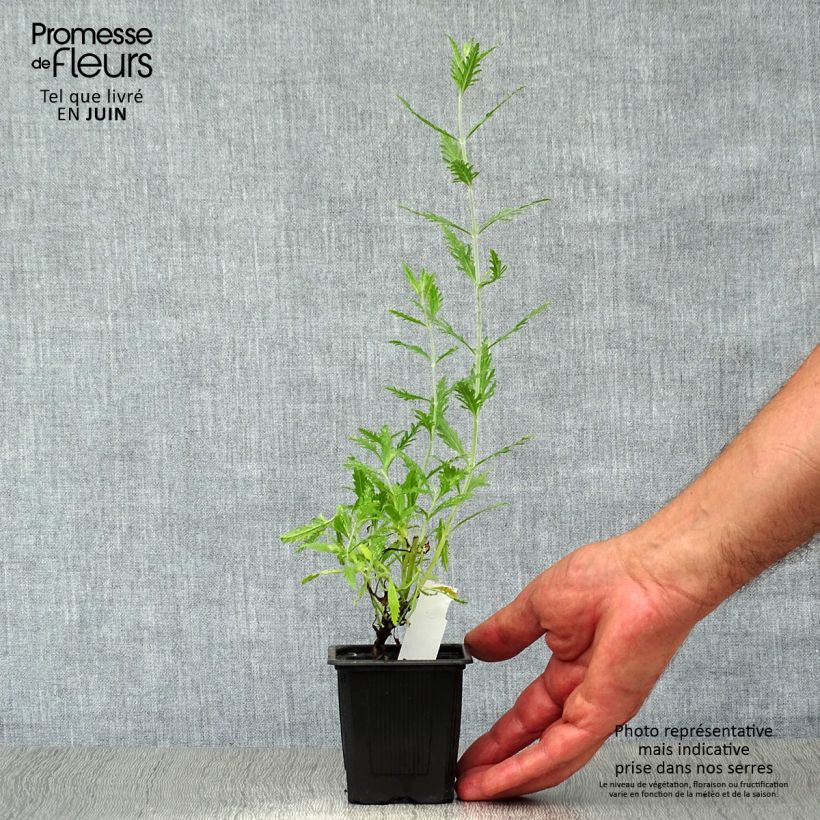 Perovskia atriplicifolia Blue Spire - Russian Sage 8/9 cm pot sample as delivered in summer
