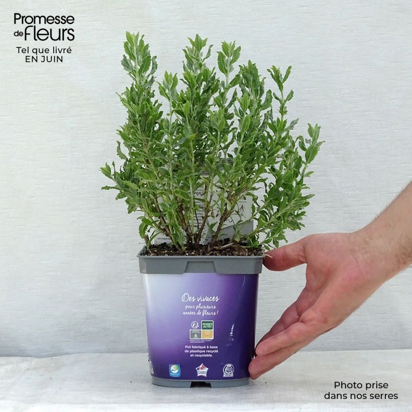 Perovskia atriplicifolia Blue Steel - Russian Sage 2L/3L pot sample as delivered in summer