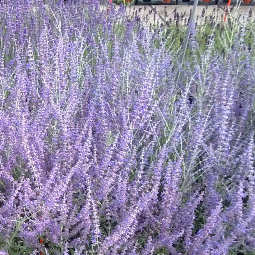 Perovskia atriplicifolia Blue Steel - Russian Sage (Flowering)