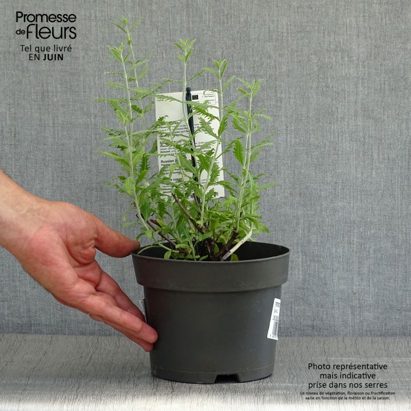 Perovskia atriplicifolia Lacey Blue - Russian Sage 2L/3L pot sample as delivered in summer