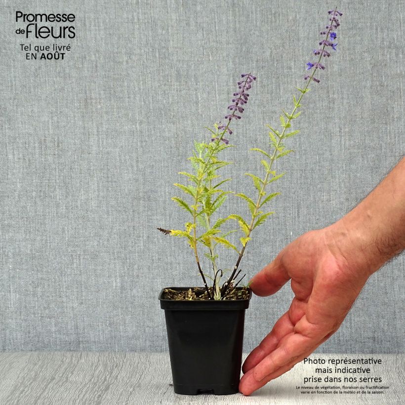 Perovskia atriplicifolia Little Spire - Russian Sage 8/9 cm pot sample as delivered in summer