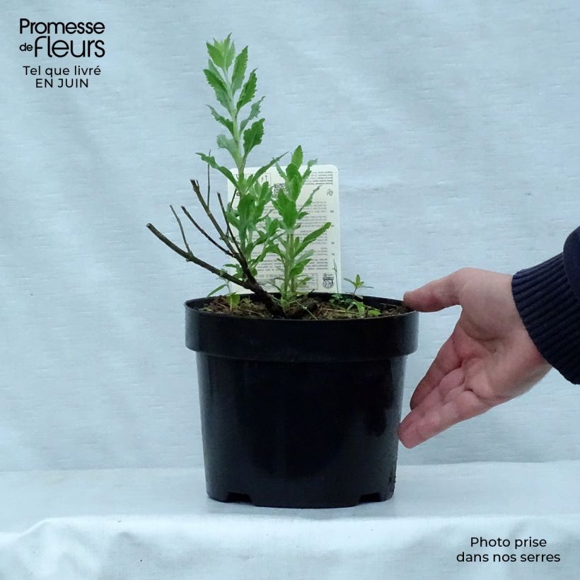 Perovskia atriplicifolia Little Spire - Russian Sage 2L/3L pot sample as delivered in summer