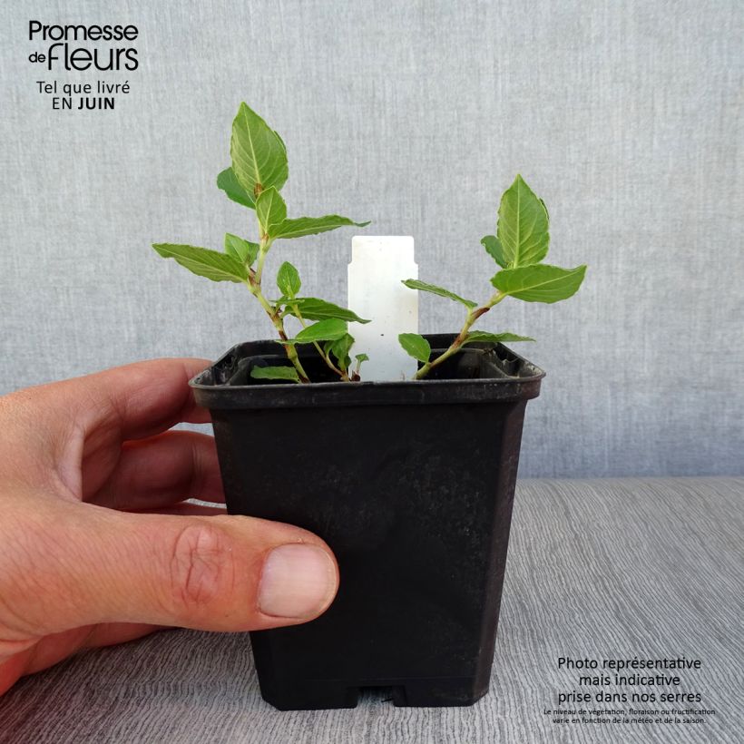 Aconogonon tortuosum var. glabrifolium 8/9 cm pot sample as delivered in summer