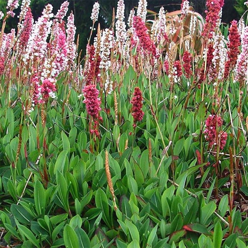 Persicaria affinis Darjeeling Red (Plant habit)