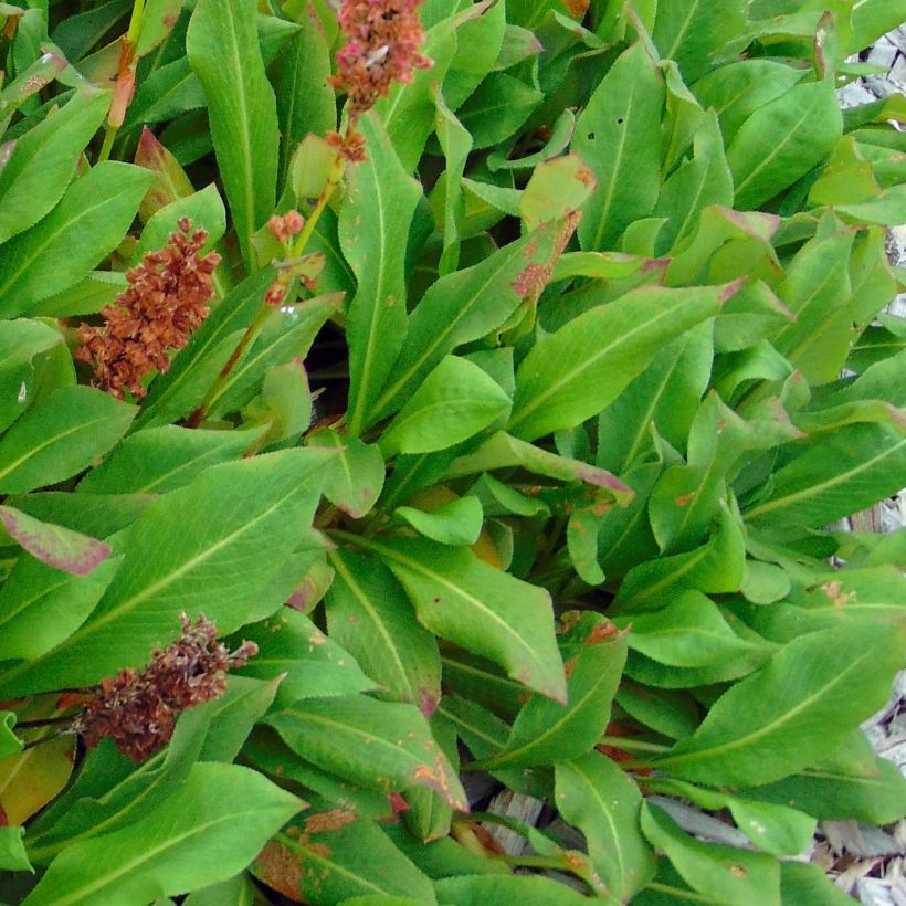 Persicaria affinis Kabouter (Foliage)