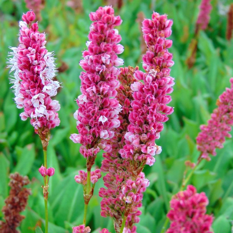 Persicaria affinis Kabouter (Flowering)