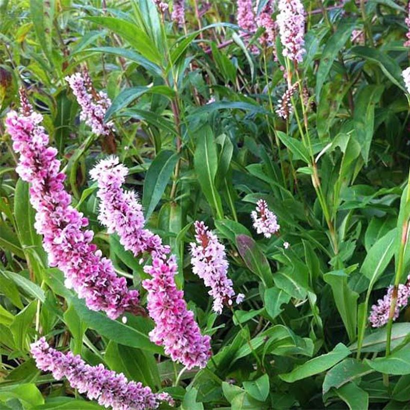 Persicaria affinis Superba (Flowering)