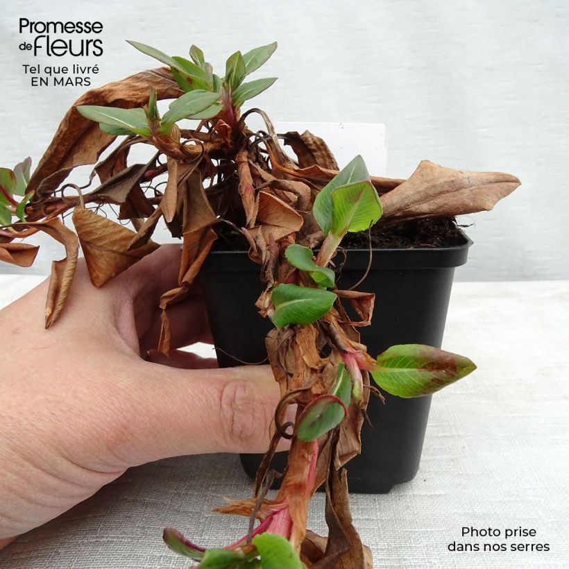 Persicaria affinis Superba sample as delivered in spring