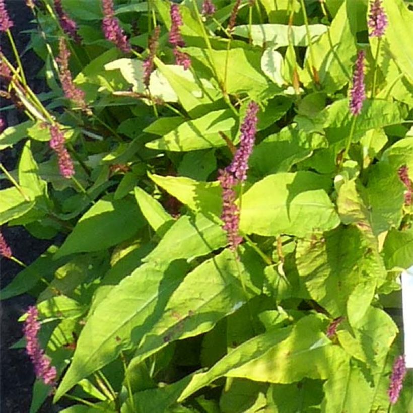 Persicaria amplexicaulis Golden Arrow - Mountain Fleece (Foliage)