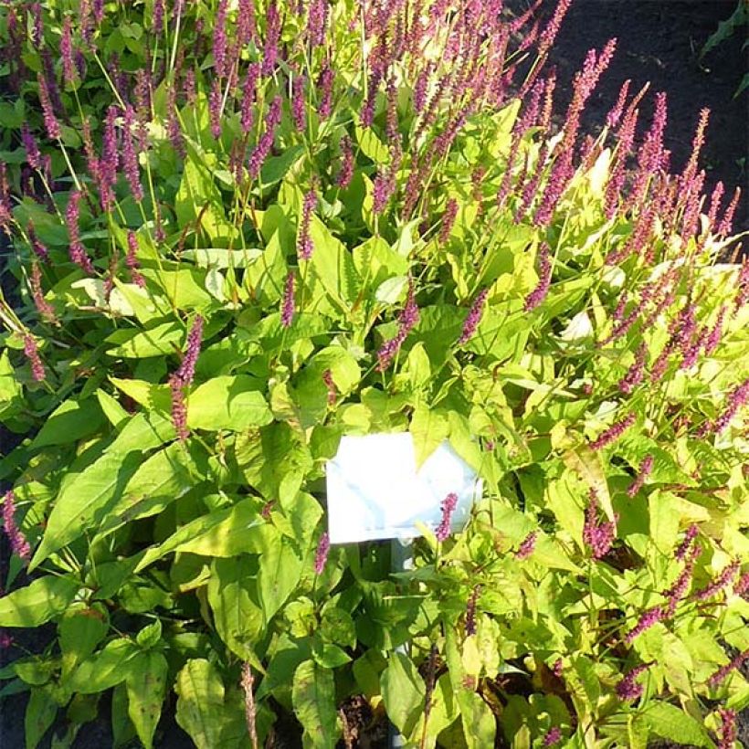 Persicaria amplexicaulis Golden Arrow - Mountain Fleece (Flowering)