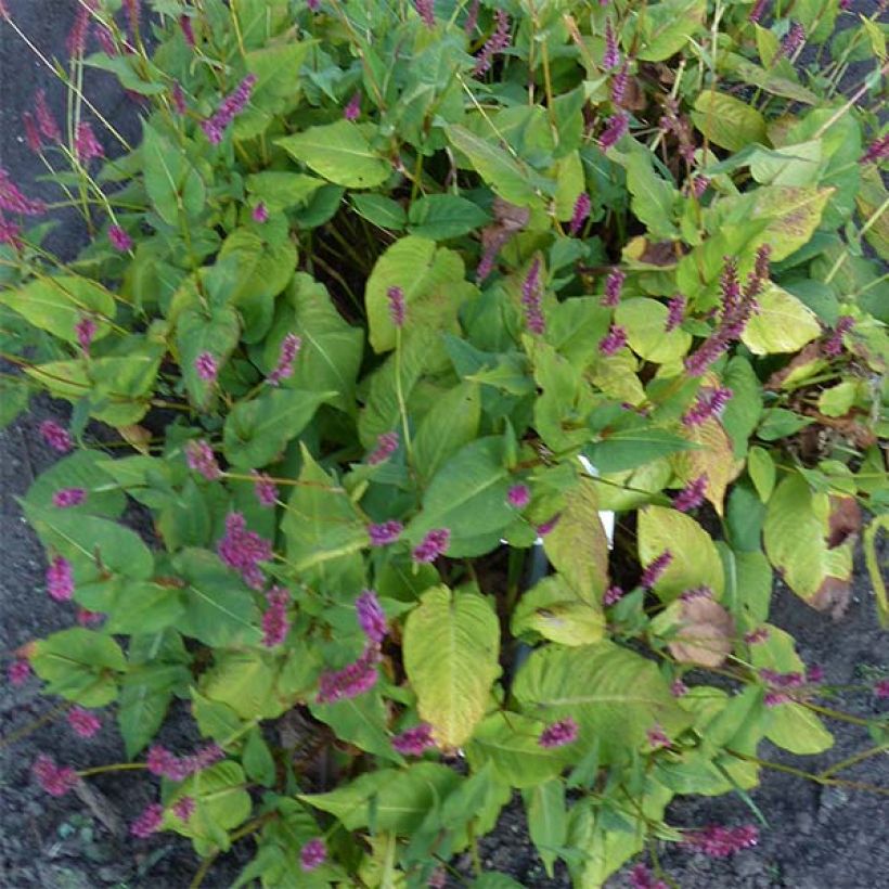 Persicaria amplexicaulis JS Caliente - Mountain Fleece (Foliage)