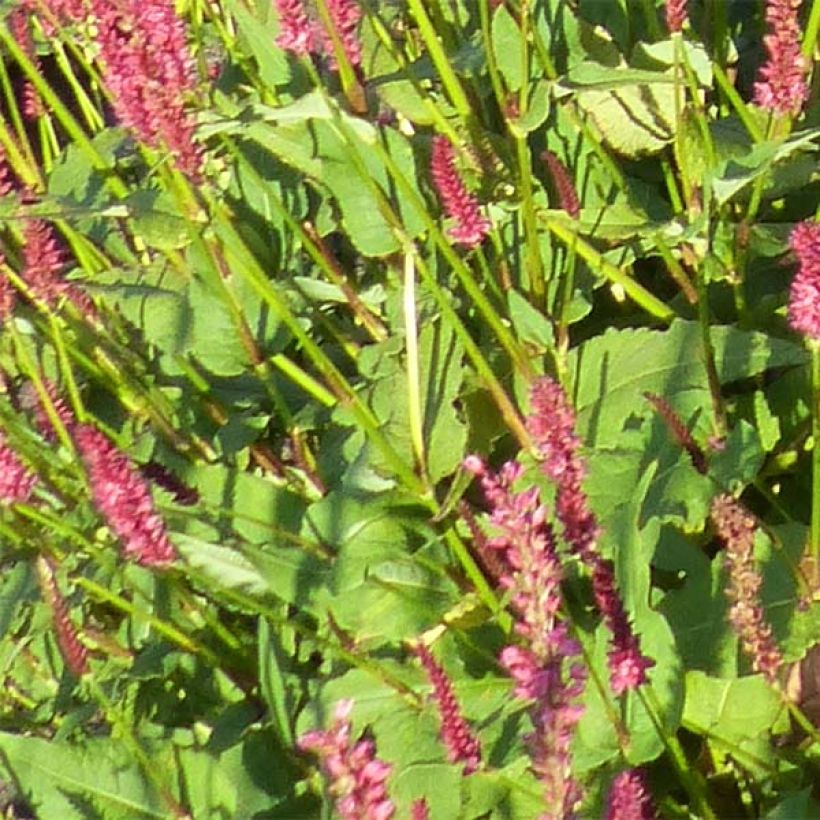 Persicaria amplexicaulis JS Delgado Macho - Mountain Fleece (Foliage)