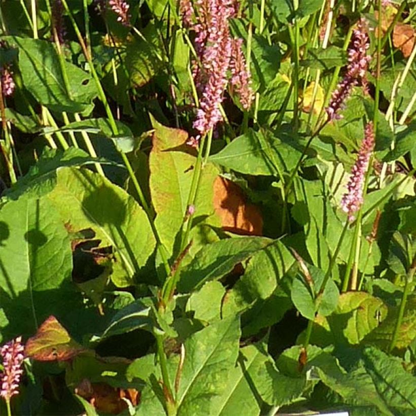 Persicaria amplexicaulis Jo and Guidos Form - Mountain Fleece (Foliage)