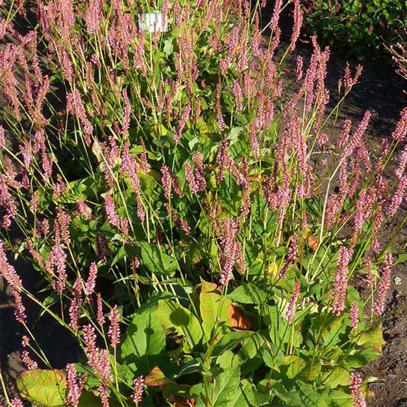 Persicaria amplexicaulis Jo and Guidos Form - Mountain Fleece (Flowering)