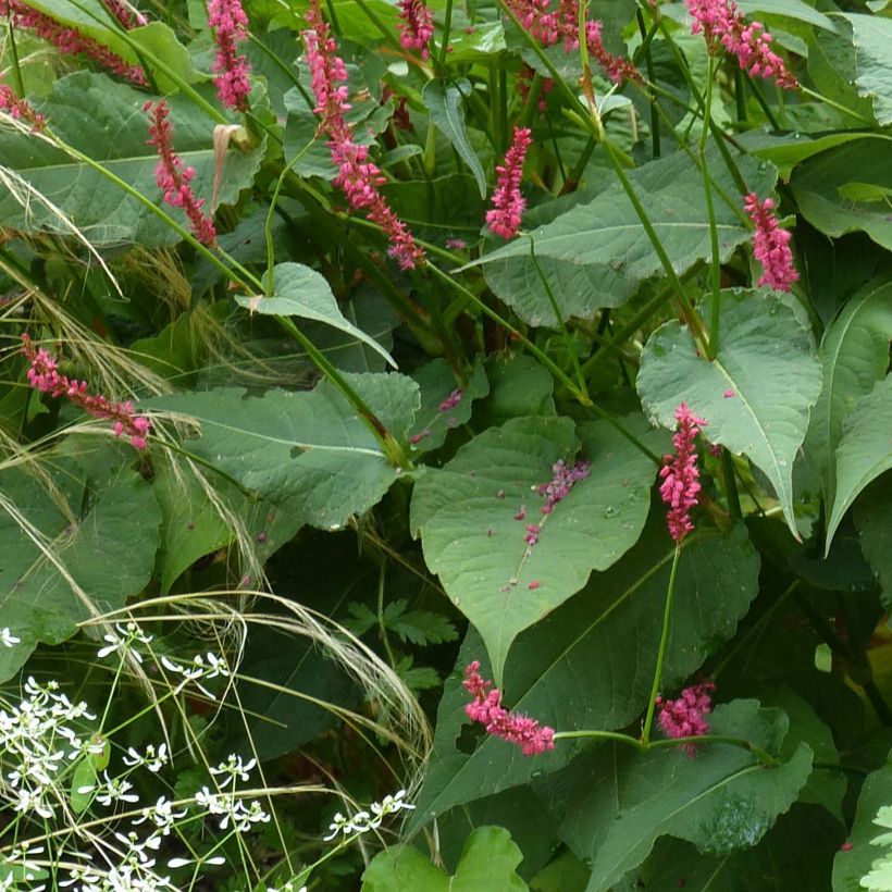 Persicaria amplexicaulis 'Speciosa' - Knotweed (Foliage)