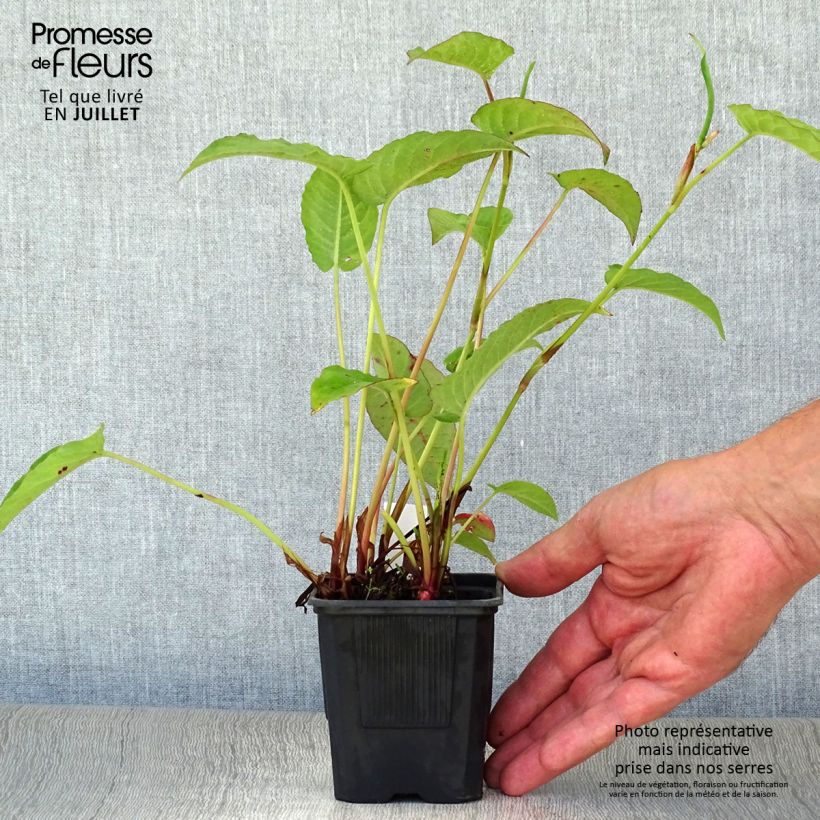 Persicaria amplexicaulis 'Speciosa' - Knotweed 8/9 cm pot sample as delivered in summer