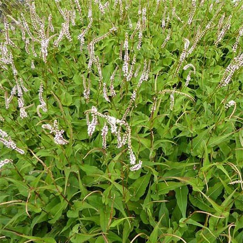 Persicaria amplexicaulis White Eastfield - Mountain Fleece (Flowering)
