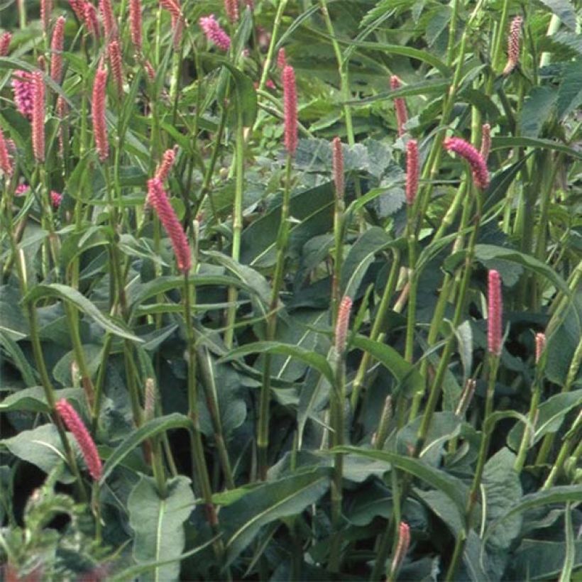 Persicaria bistorta Hohe Tatra - Bistort (Foliage)