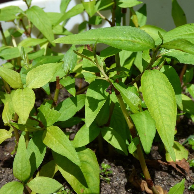 Vietnamese Coriander - Persicaria odorata (Foliage)
