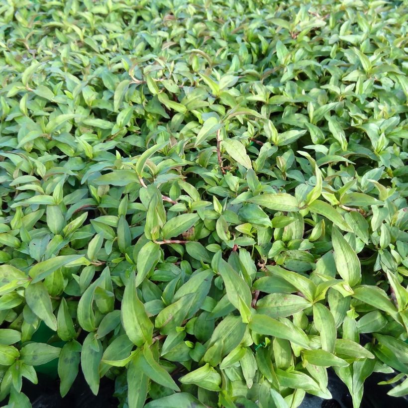 Vietnamese Coriander - Persicaria odorata (Plant habit)