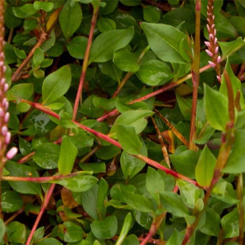 Persicaria vacciniifolia - Knotweed (Foliage)
