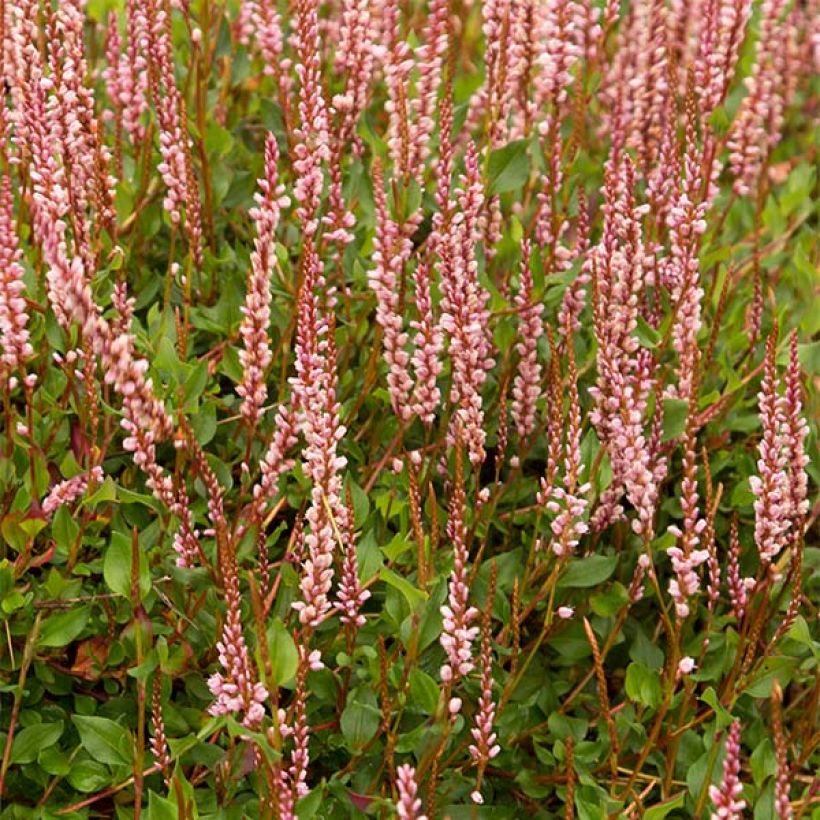 Persicaria vacciniifolia - Knotweed (Flowering)