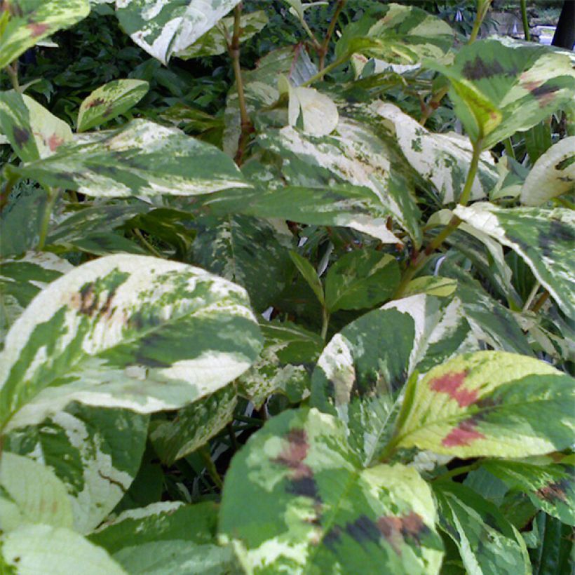Persicaria virginiana Painters Palette - Virginia Knotweed (Foliage)