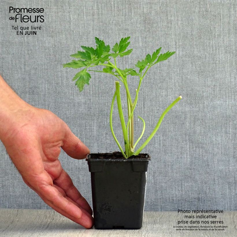 Géant d'Italie Parsley 8/9 cm pot sample as delivered in summer