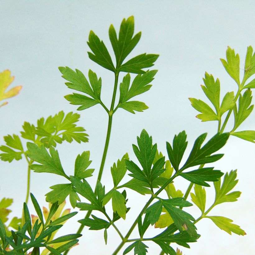 Géant d'Italie Parsley (Foliage)