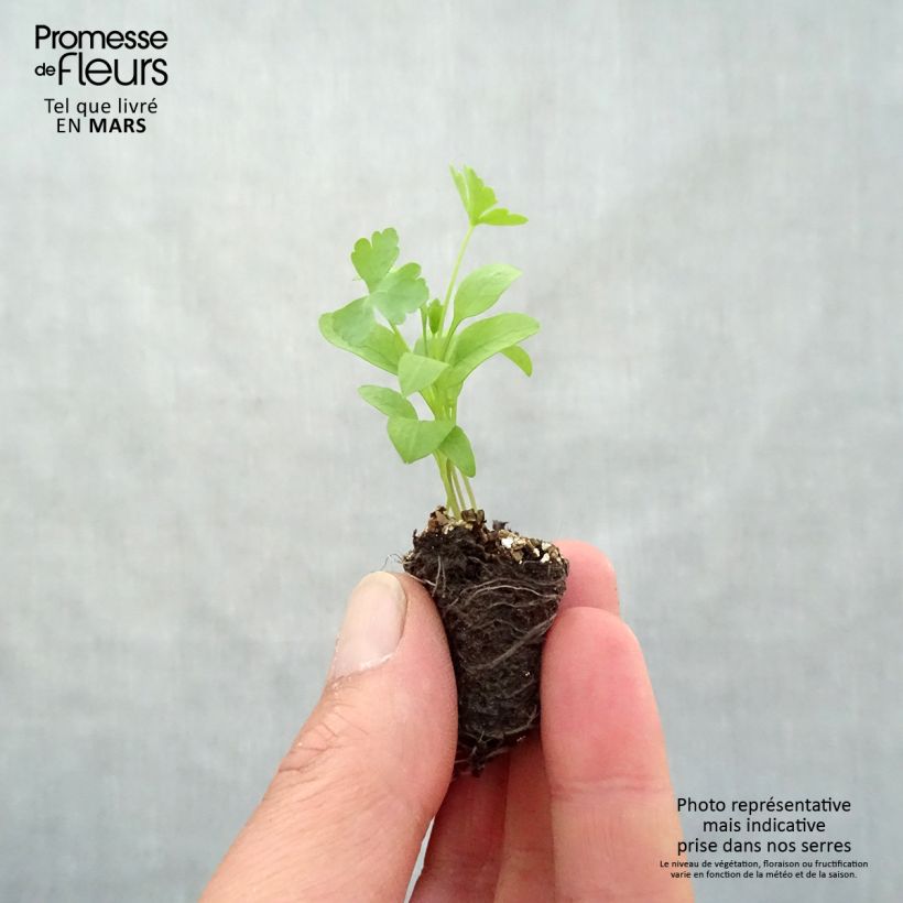 Géant d'Italie Parsley seeds Plug plant 3/4cm sample as delivered in spring