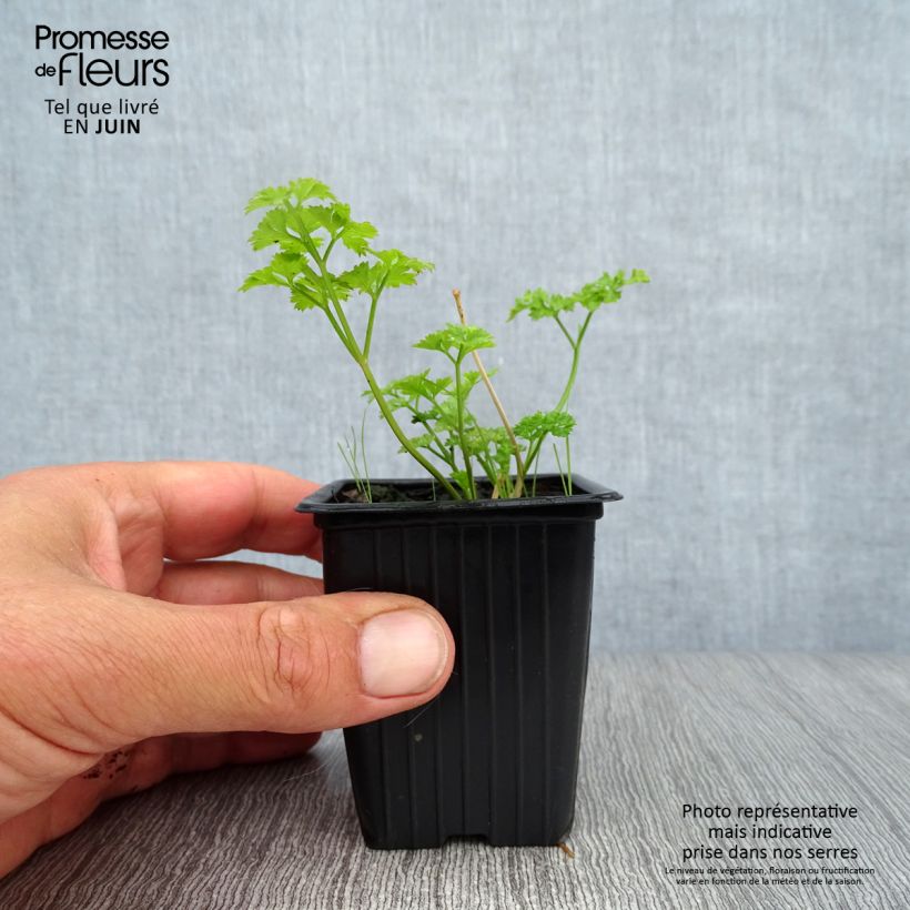 Dark green curly parsley Organic 8/9 cm pot sample as delivered in summer