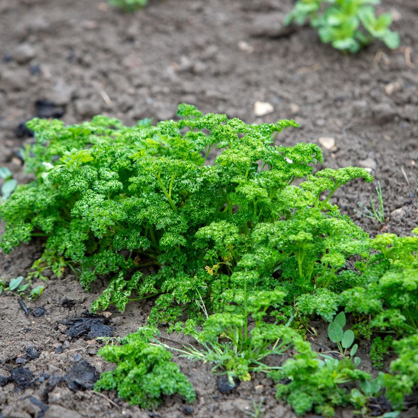 Curly Parsley (Plant habit)