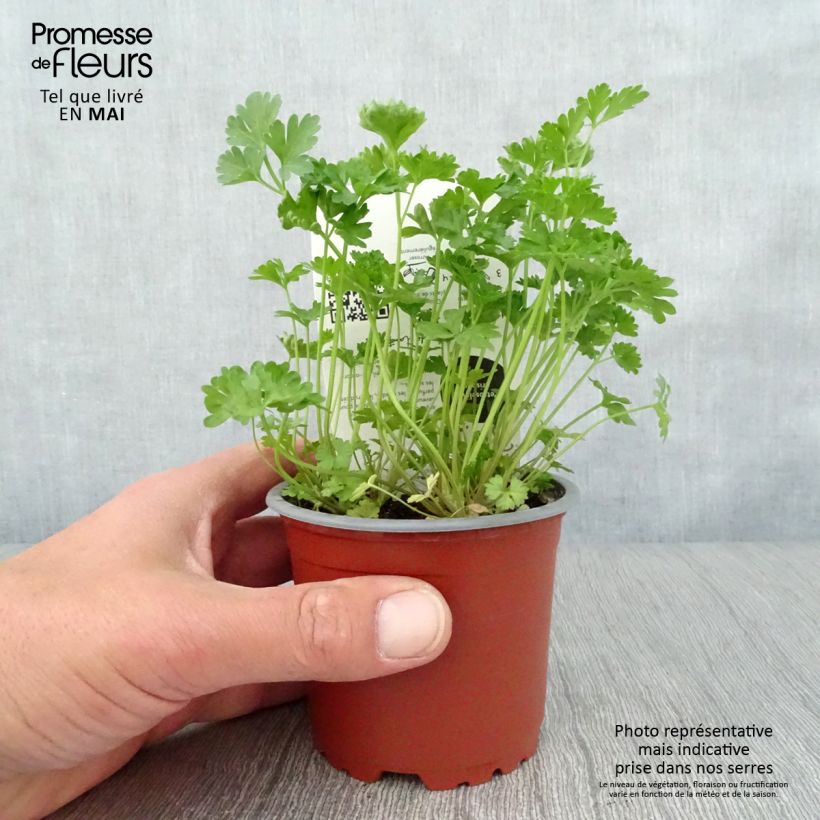 Dark green curly parsley - organic plant 10cm/11cm pot sample as delivered in spring