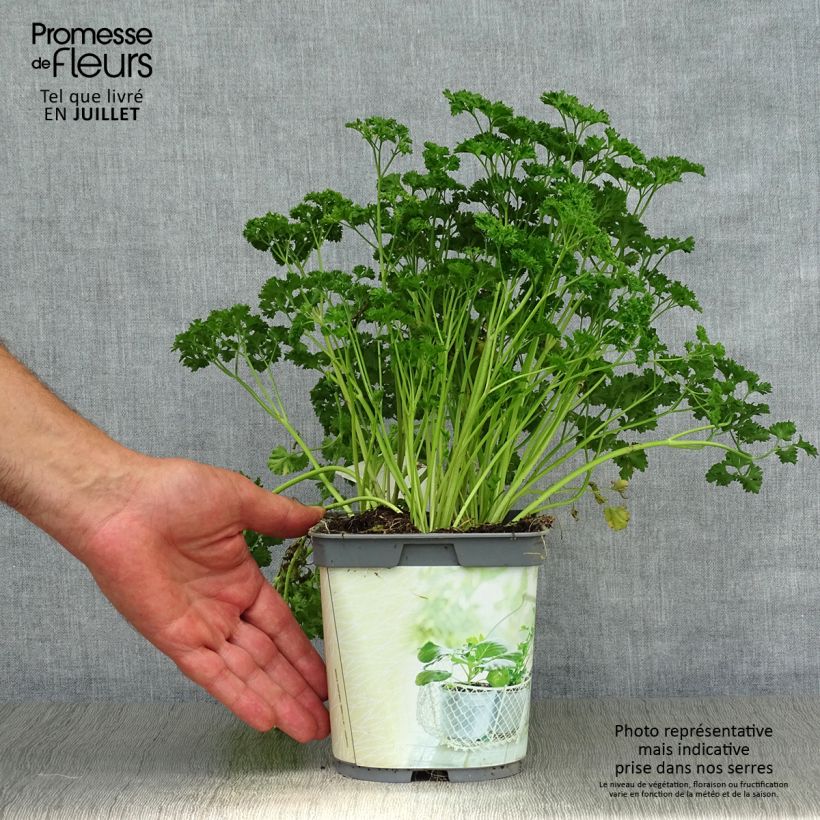 Dark green curly parsley - organic plant 2L/3L pot sample as delivered in summer