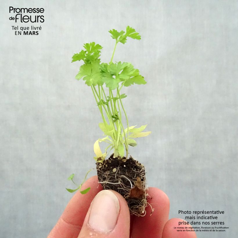 Petroselinum crispum Frisé vert foncé Plug plant 3/4cm sample as delivered in spring