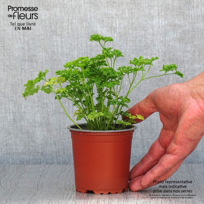 Petroselinum crispum Frisé vert foncé 8/9 cm pot sample as delivered in spring