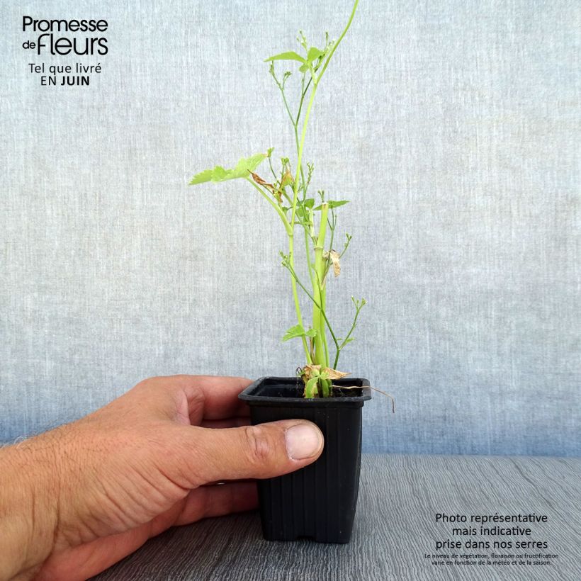 Organic Mitsuba ,Japanese Parsley - Cryptotaenia japonica 7/8 cm pot sample as delivered in summer