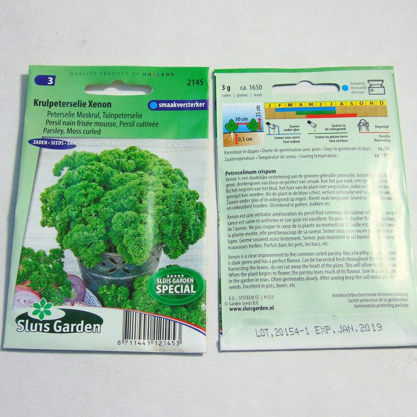 Example of Parsley Moss Curled Wega per pack of 1650 seeds (3g) specimen as delivered