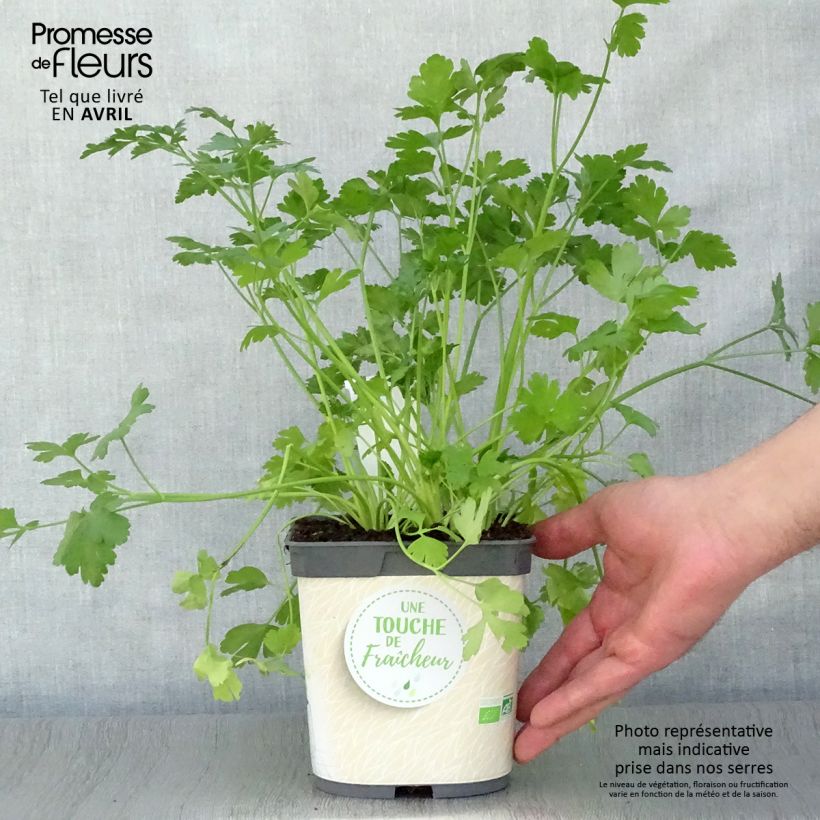 Géant d'Italie Parsley sample as delivered in spring