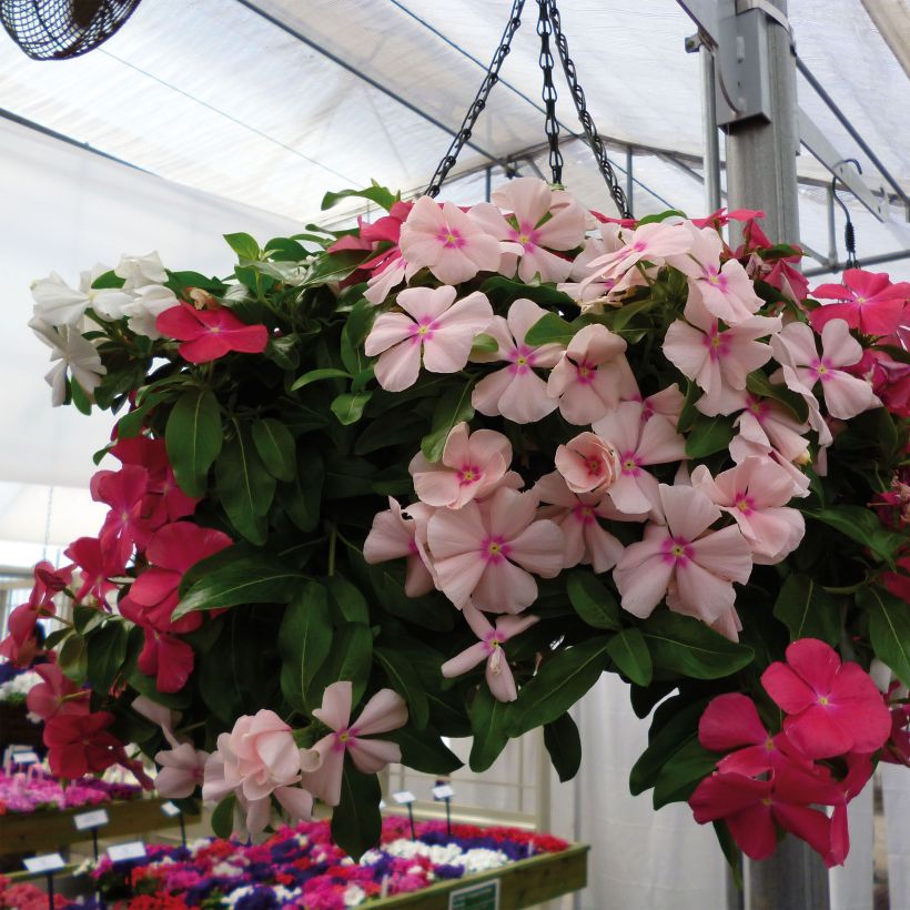 Madagascar Periwinkle Mediterranean XP Mix - Catharanthus roseus (Plant habit)