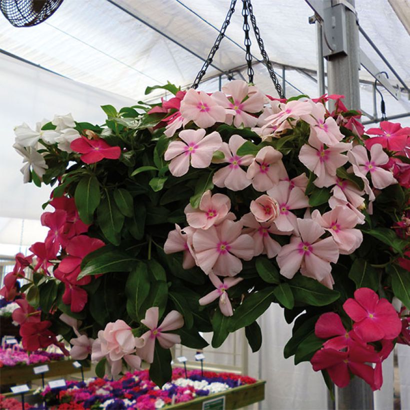 Madagascar Periwinkle Mediterranean XP Mix - Catharanthus roseus (Flowering)