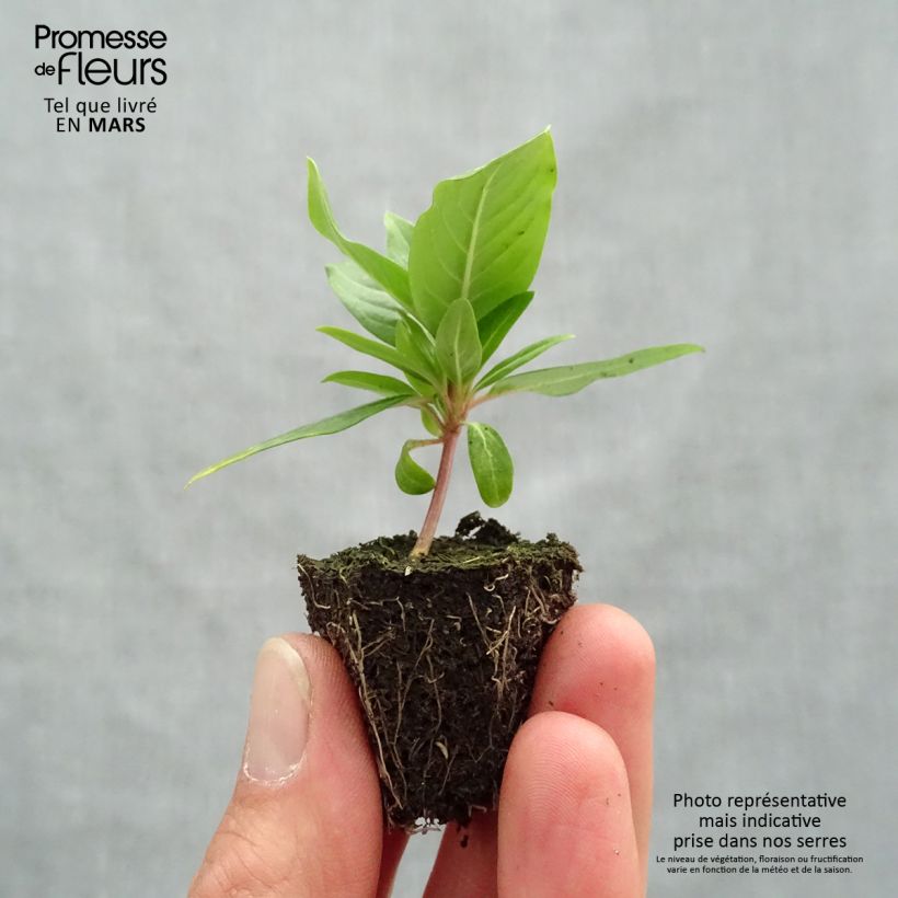 Catharanthus roseus Cora Cascade Mix - Madagascar periwinkle Plug plants 3.8 x 3.2cm - Tray of 16 sample as delivered in spring
