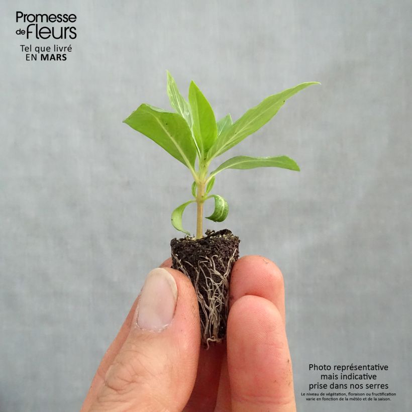 Catharanthus roseus Titan F1 Apricot - Madagascar periwinkle Plug plant 1.5/2.5 cm sample as delivered in spring