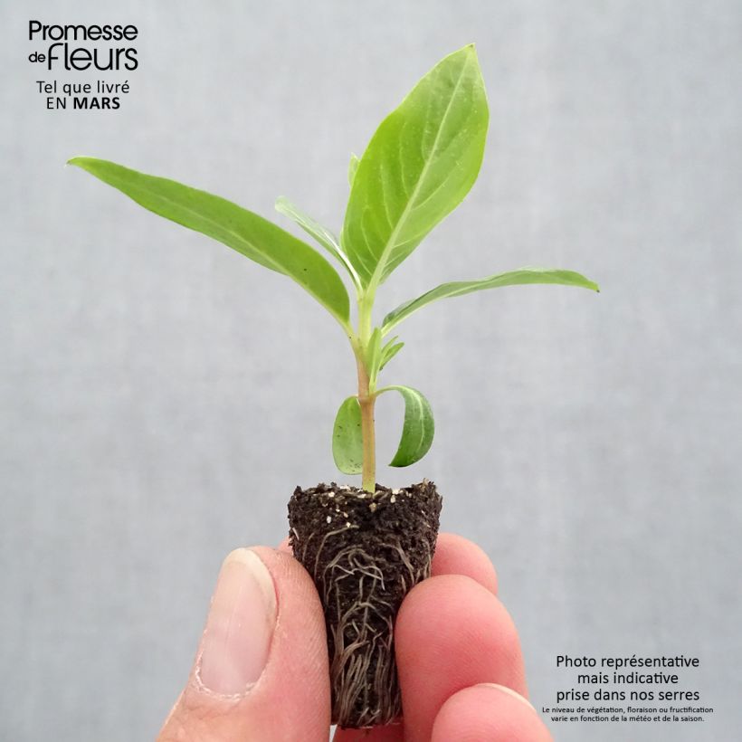 Catharanthus roseus Titan F1 Blush - Madagascar periwinkle Plug plant 1.5/2.5 cm sample as delivered in spring