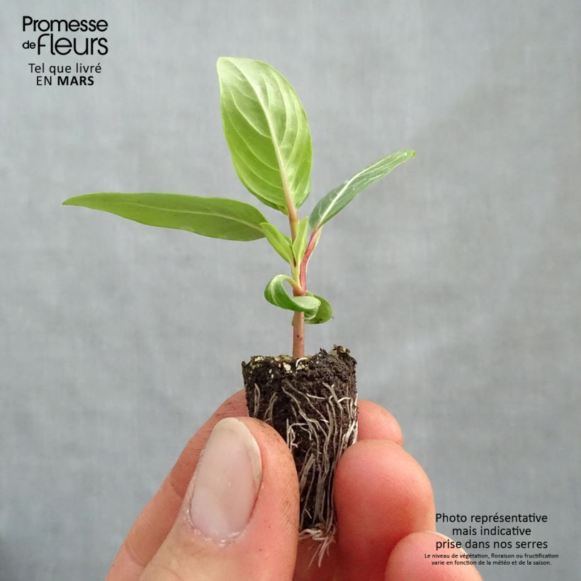Catharanthus roseus Titan F1 Lavender Blue Halo - Madagascar periwinkle Plug plant 1.5/2.5 cm sample as delivered in spring